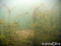 scuba diving photo