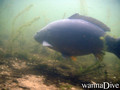 scuba diving photo