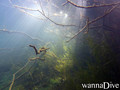 scuba diving photo