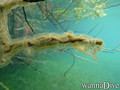 scuba diving photo