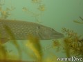 scuba diving photo