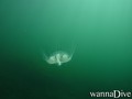 scuba diving photo