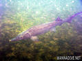 scuba diving photo