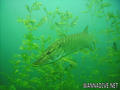 scuba diving photo