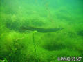 scuba diving photo