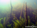 scuba diving photo
