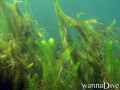 scuba diving photo
