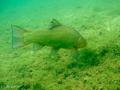 scuba diving photo