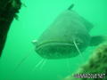 scuba diving photo