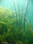 scuba diving photo
