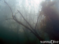 scuba diving photo