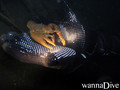 scuba diving photo