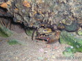 scuba diving photo