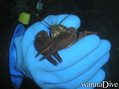scuba diving photo