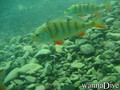 scuba diving photo