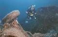 scuba diving photo