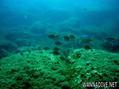 scuba diving photo