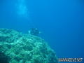 scuba diving photo