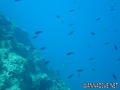 scuba diving photo
