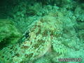 scuba diving photo