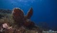 scuba diving photo