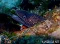 scuba diving photo