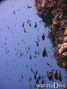 scuba diving photo