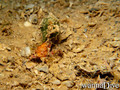 scuba diving photo