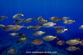 scuba diving photo