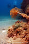 scuba diving photo