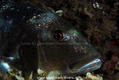 scuba diving photo