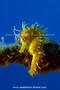 scuba diving photo