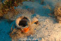 scuba diving photo