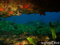 scuba diving photo