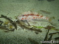 scuba diving photo