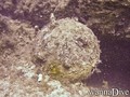 scuba diving photo