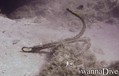 scuba diving photo