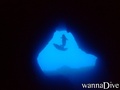 scuba diving photo
