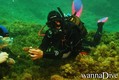 scuba diving photo