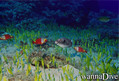 scuba diving photo
