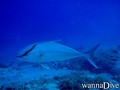 scuba diving photo