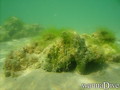 scuba diving photo