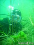 scuba diving photo