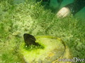 scuba diving photo