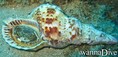 scuba diving photo