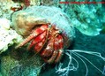 scuba diving photo