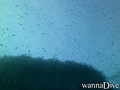 scuba diving photo