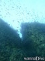 scuba diving photo