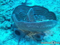 scuba diving photo