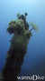 scuba diving photo